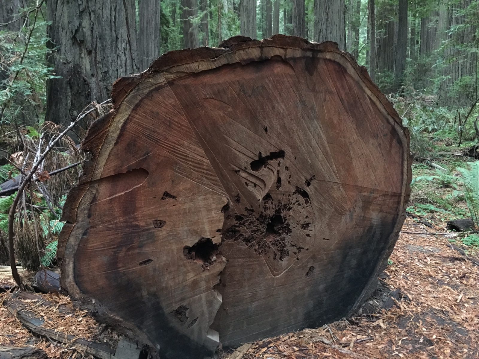 Oregon Redwood Forest