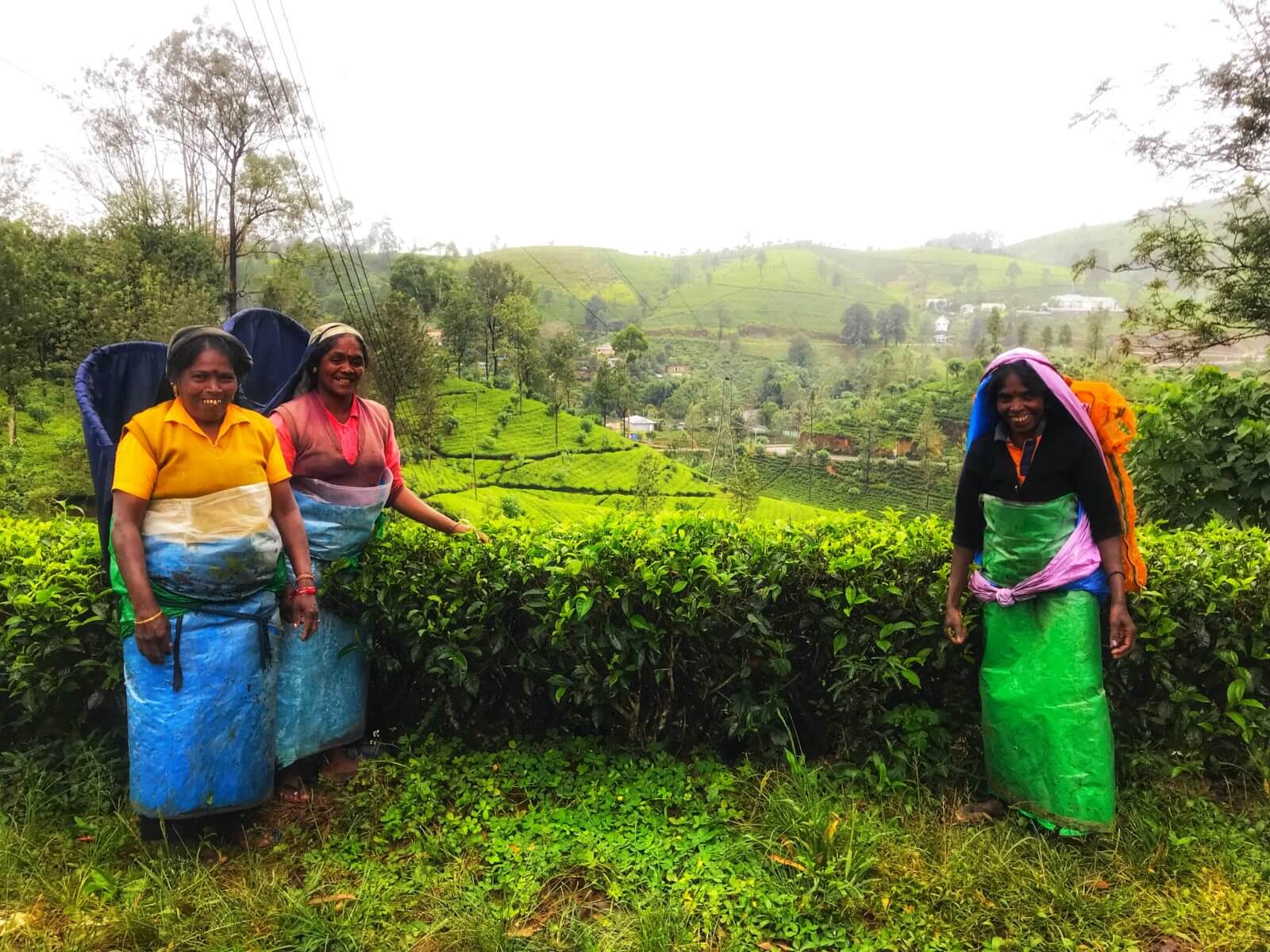 Tea-pickers of Nuwara Eliya
