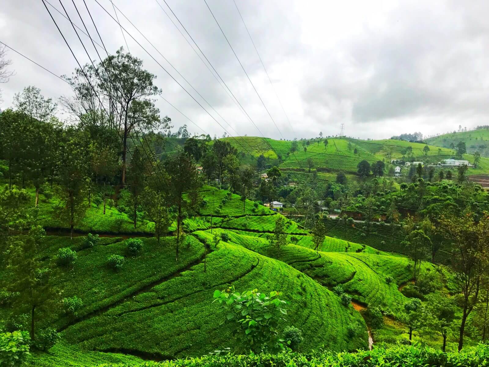 Nuwara Eliya Tea Plantations