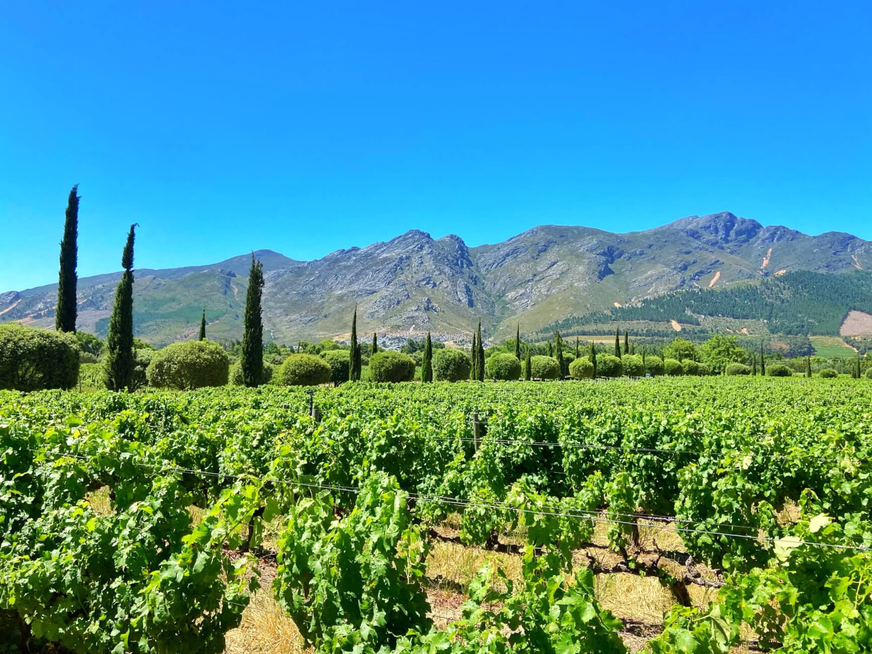 Visiting The Cape Winelands from Cape Town: Stellenbosch or Franschhoek?