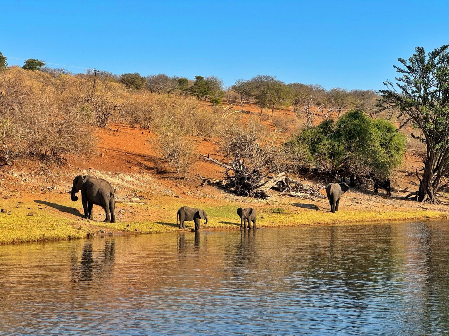 Exploring Botswana in 5 days, the perfect itinerary