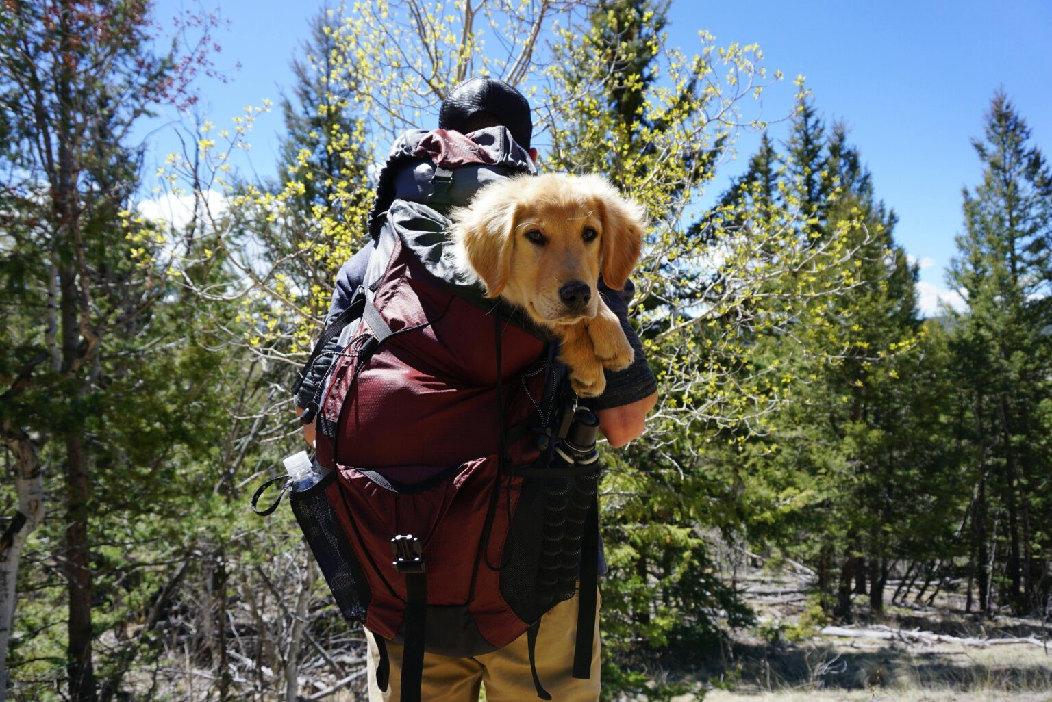 5 Ways to Replicate Your Dog’s Home Routine When Traveling