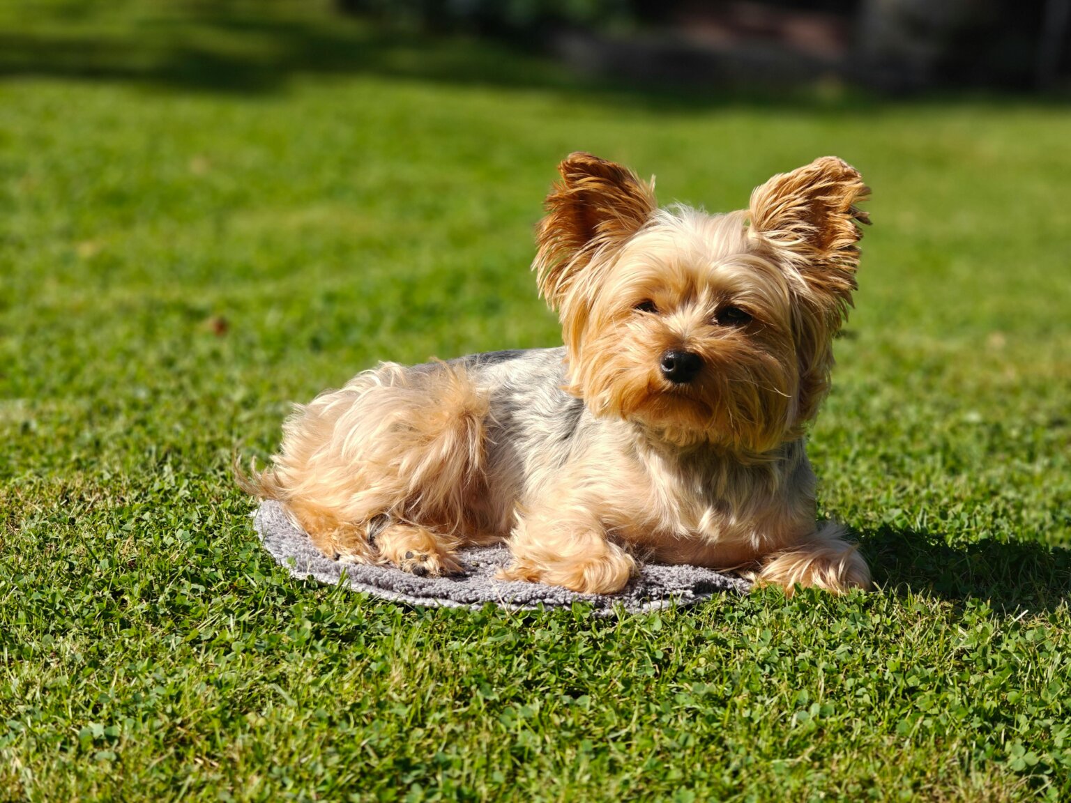 Exploring the Top 10 Pet-Friendly Places in Dubai